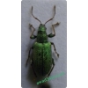 Phyllobius argentatus (Linnaeus, 1758) Naliściak srebrnik